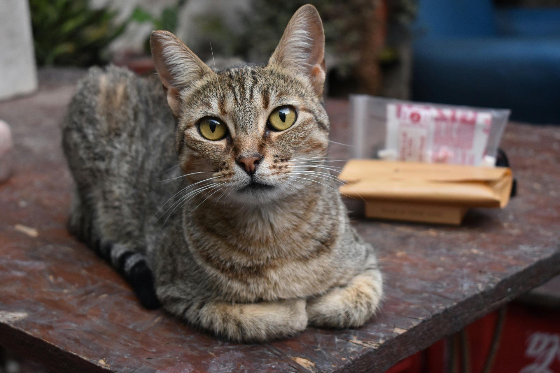 Orthotek Clínica Veterinária | Maringá