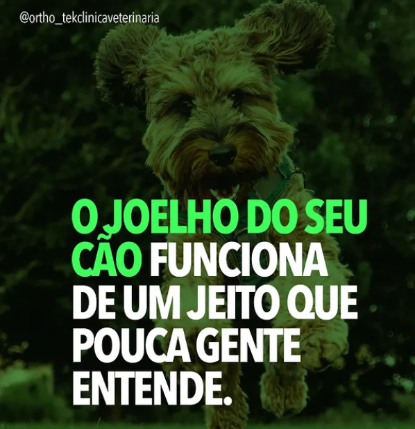 Post 1 - Orthotek Clínica Veterinária | Maringá